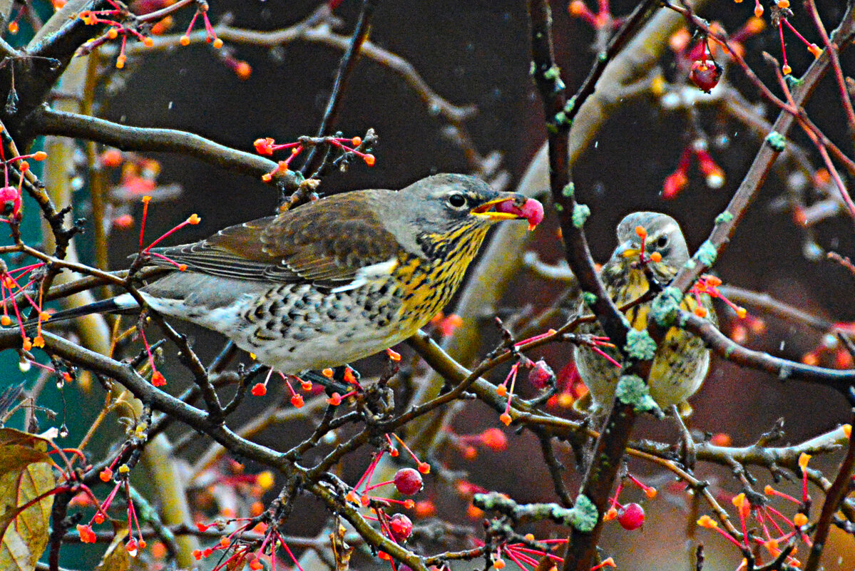 дрозд-рябинник лакомится яблочками - леонид логинов