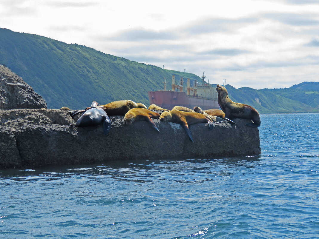 Сивучи в Невельске - ИРЭН@ .
