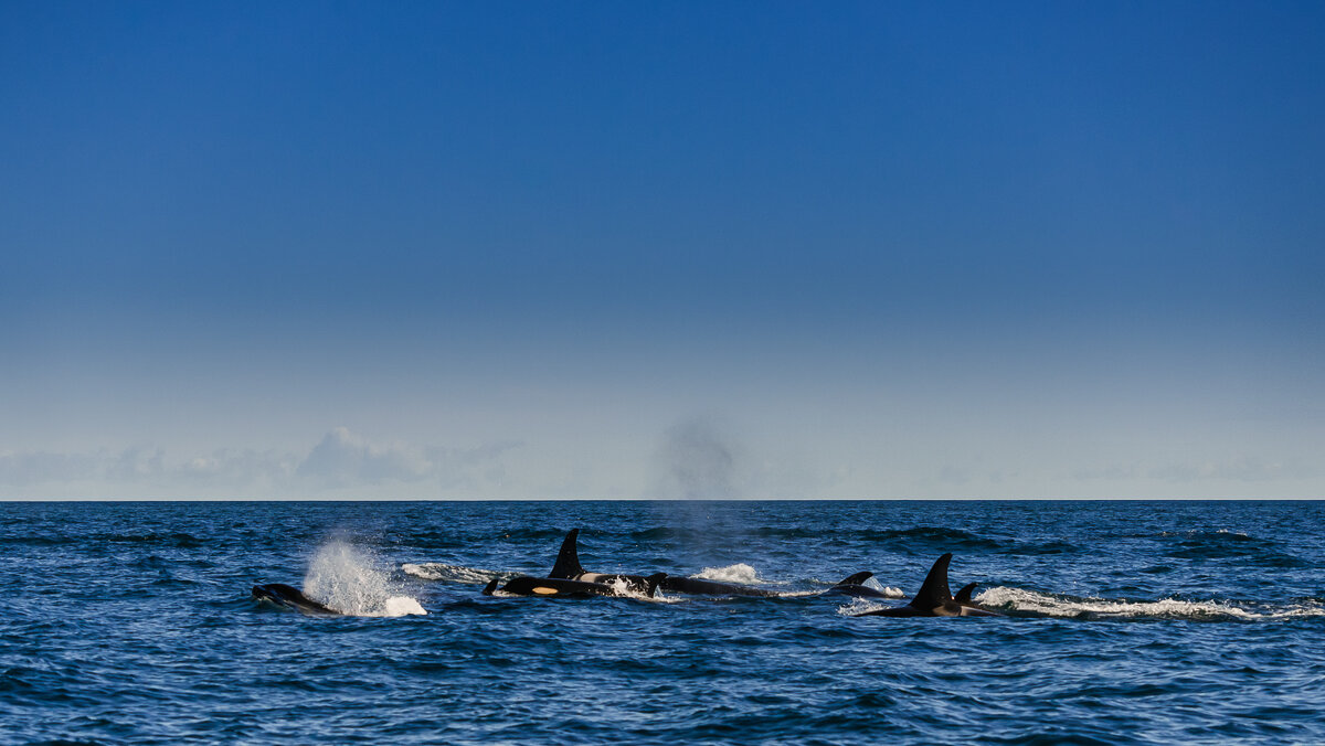 Тихий океан. - Жора Житников
