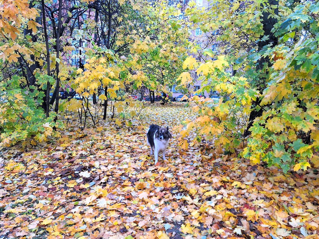 Прогулка - Наталья Прогулка - Наталья