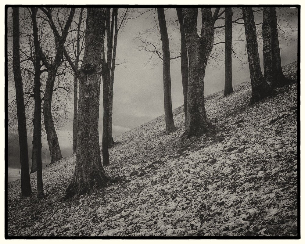 Осенний лес. - Svyatoslav [Artisan] Ph.