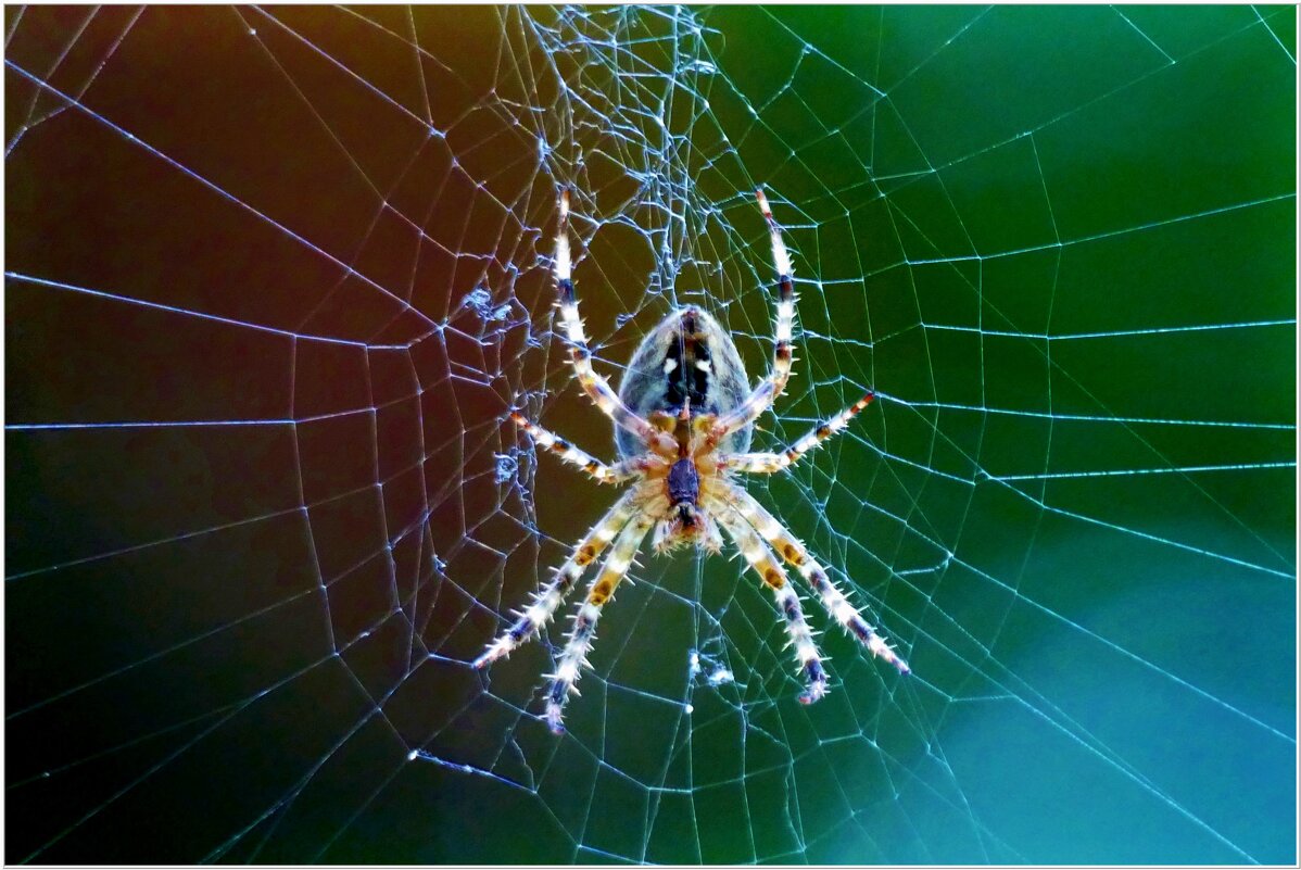 ПАУК... - Elvira E. 