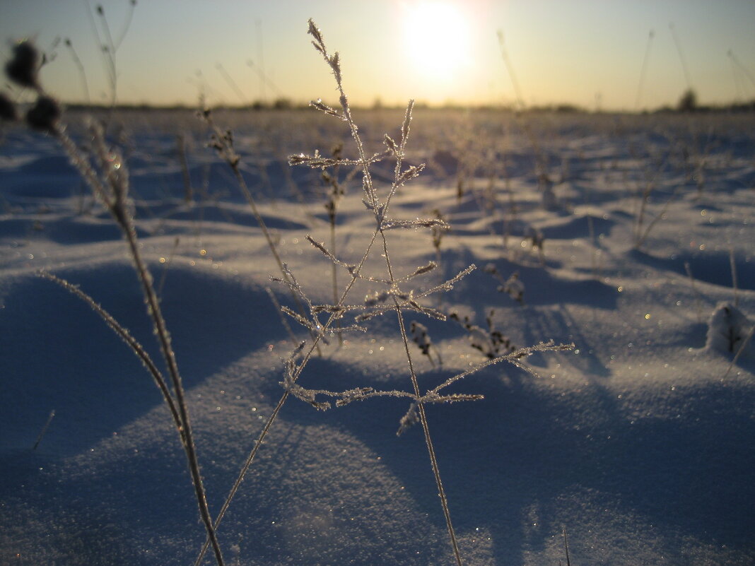 Морозное утро - Anna Ivanova