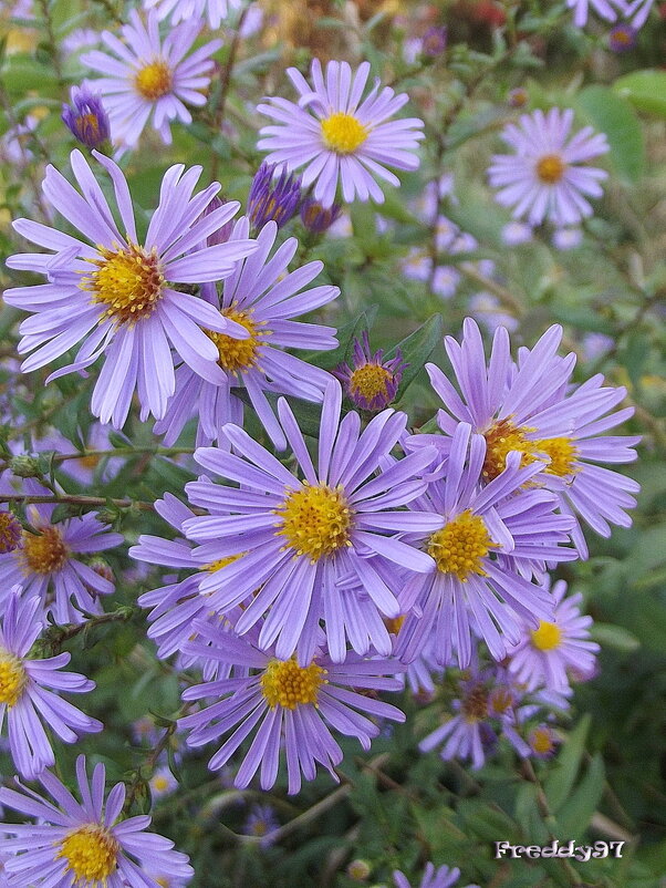 Сентябринки - Freddy 97