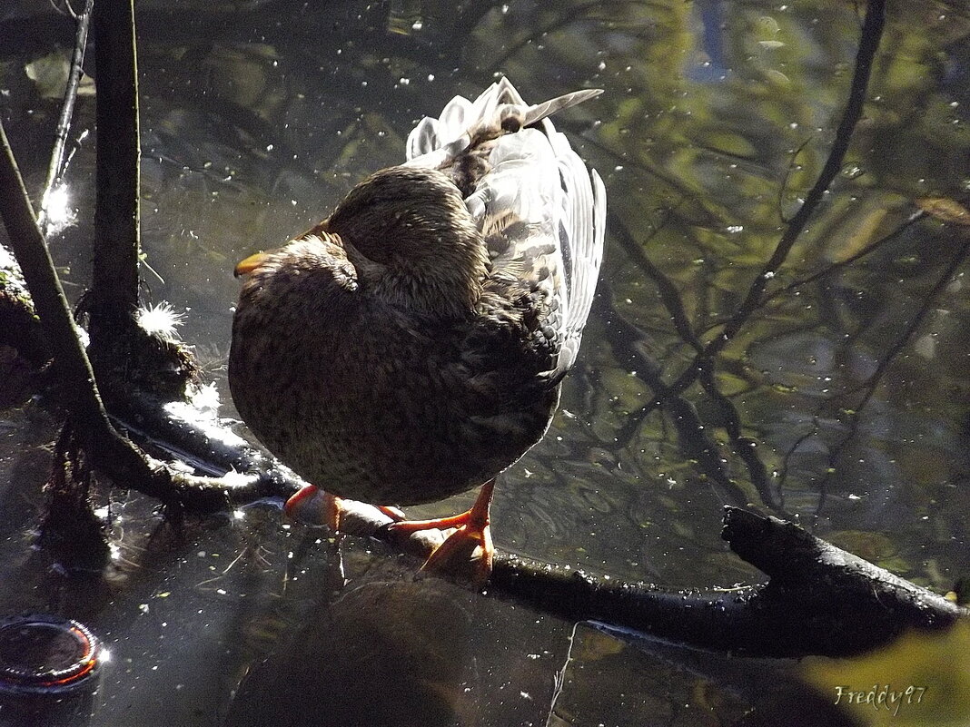 Когда в воде холодно... - Freddy 97