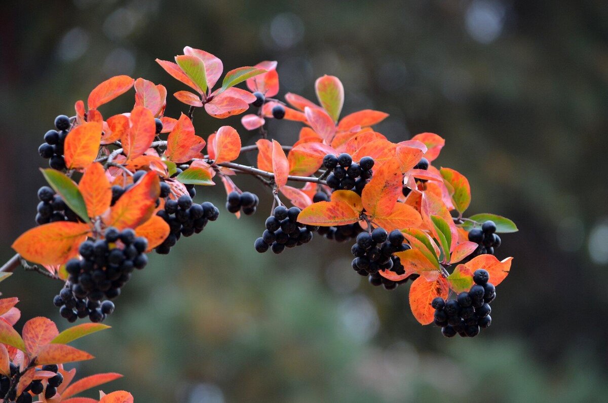 Урожай - Татьяна Тюменка