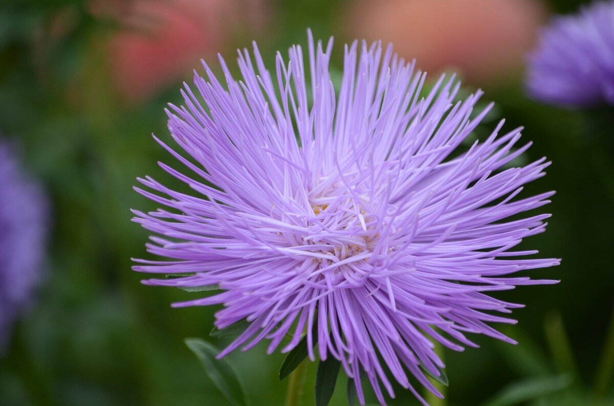 Игольчатая - Татьяна Тюменка