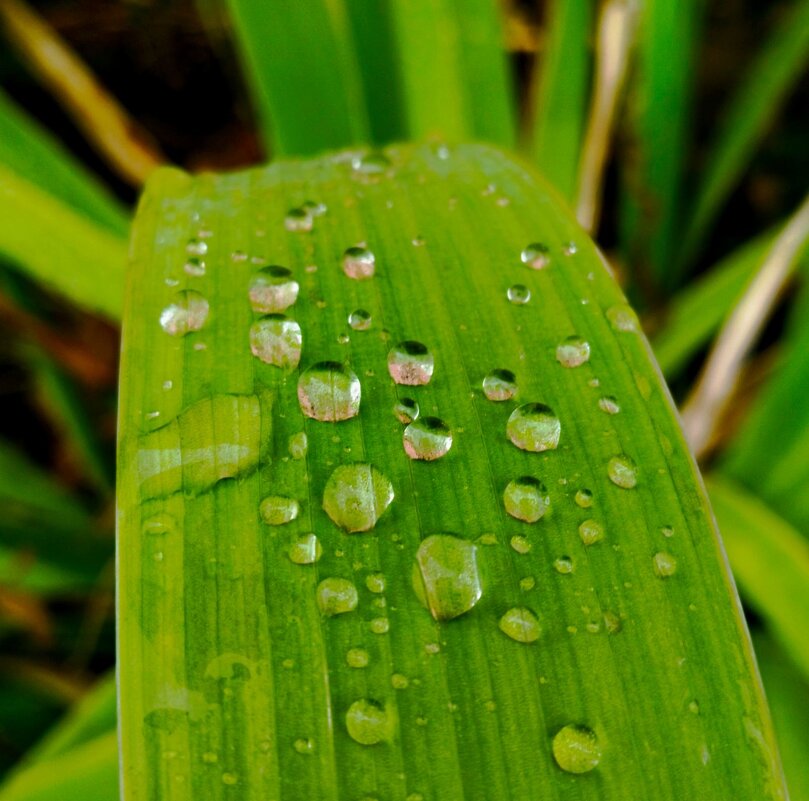 Хрустальные капли - Галина Бобкина