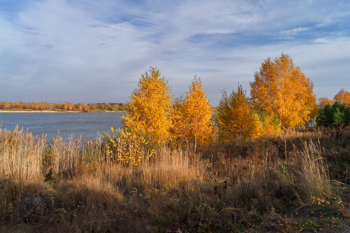 Золотые березки - IRinA*** 