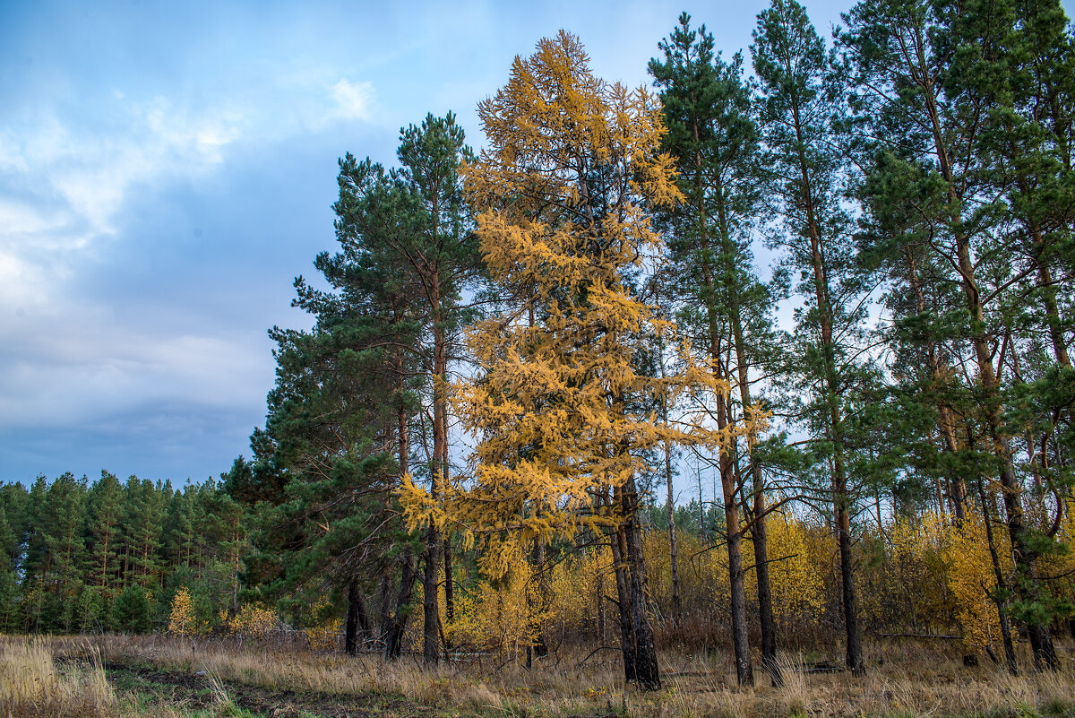 Осенний пейзаж - Владимир Иванович