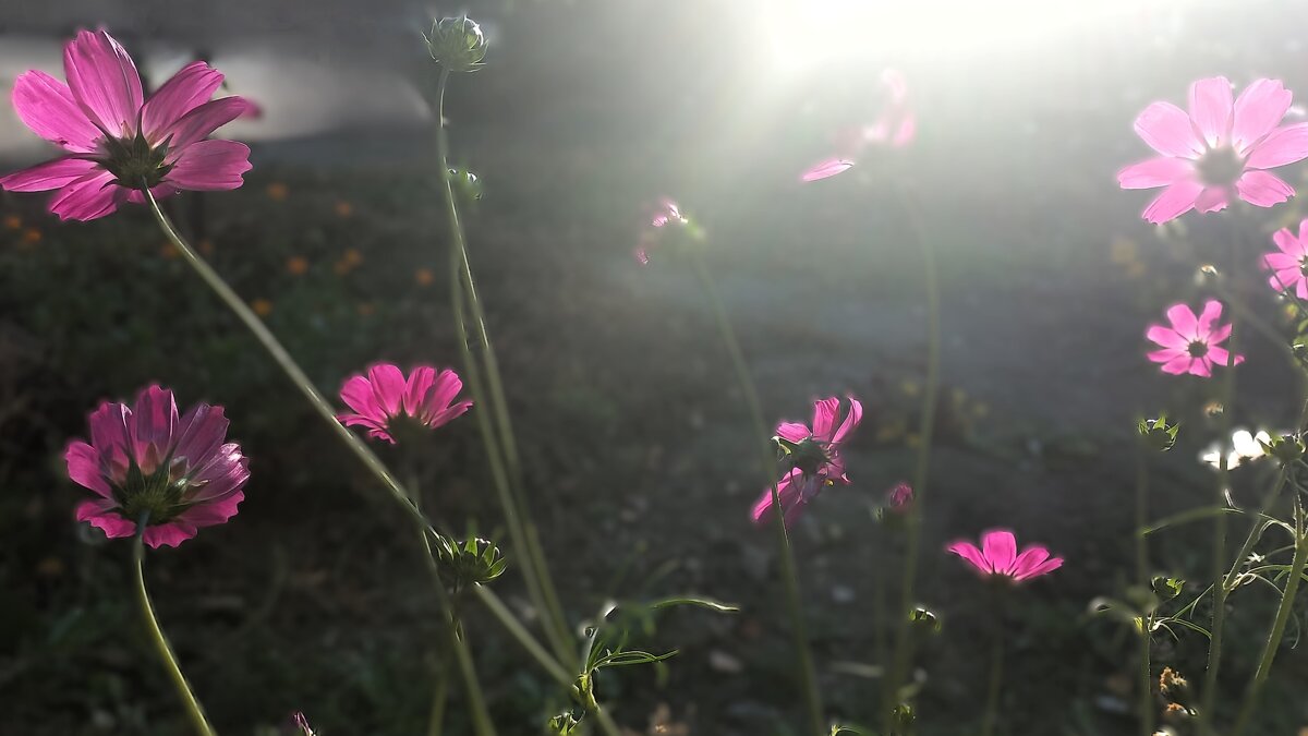 Мир цветов и света - Hope 