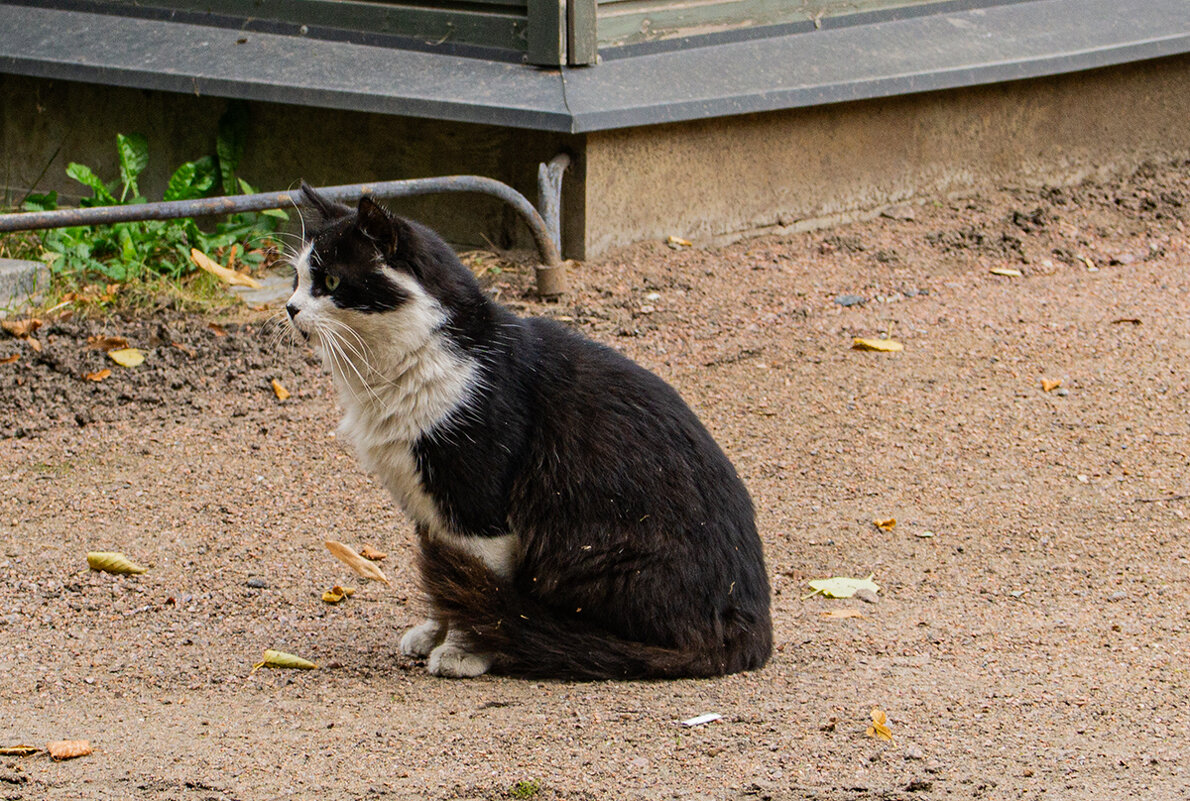 В саду - Ирина Соловьёва