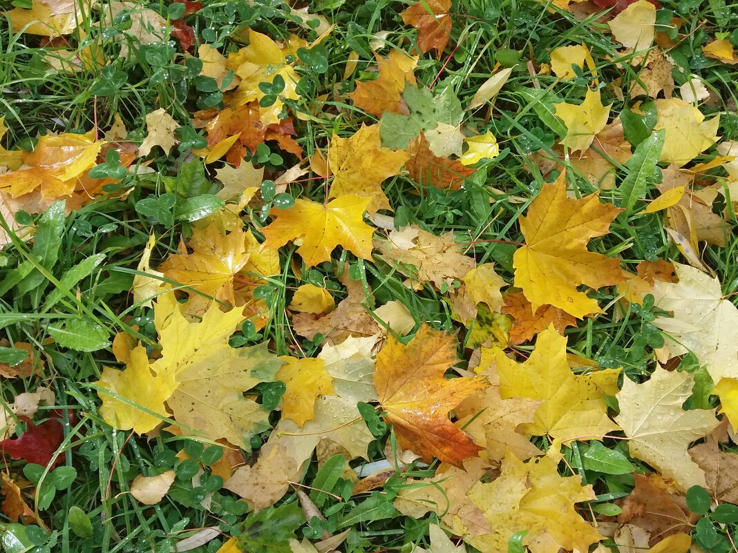 Кленовый ковёр - Galina Solovova