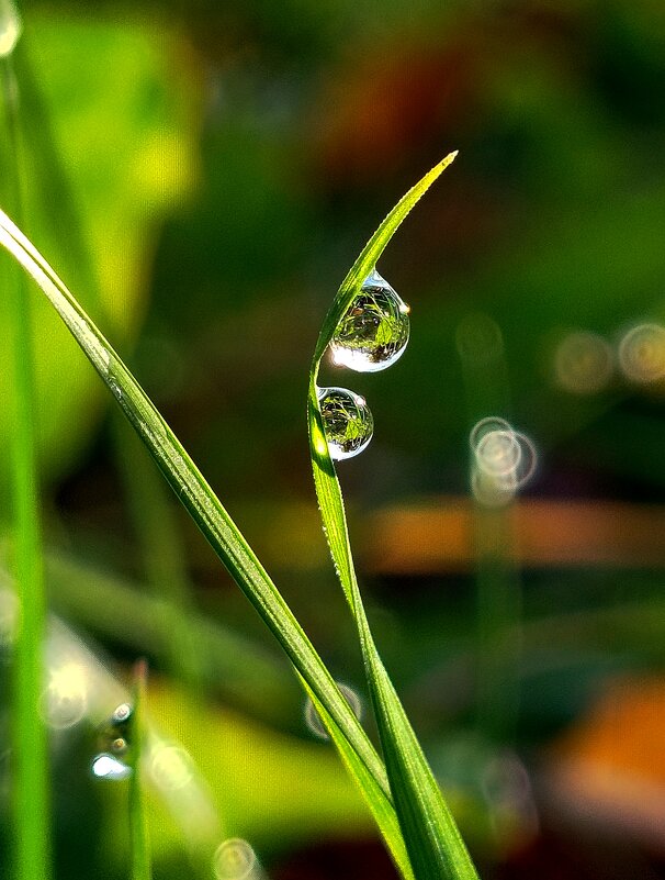 капельки - светлана льдокова