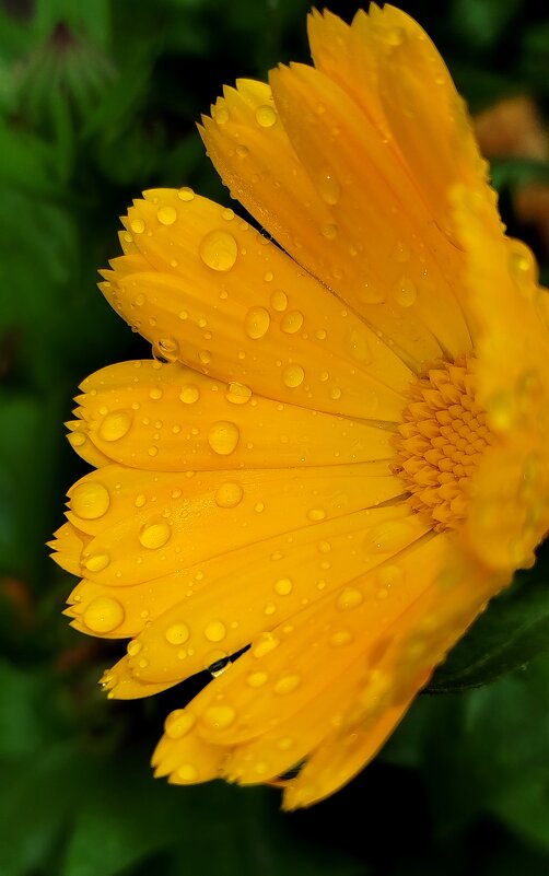 После дождя - светлана льдокова