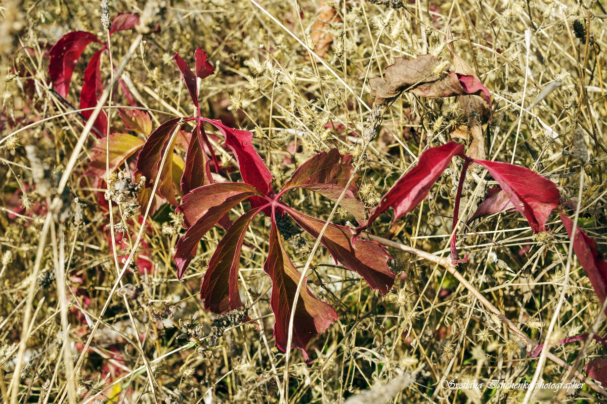 ... - Светлана Ищенко