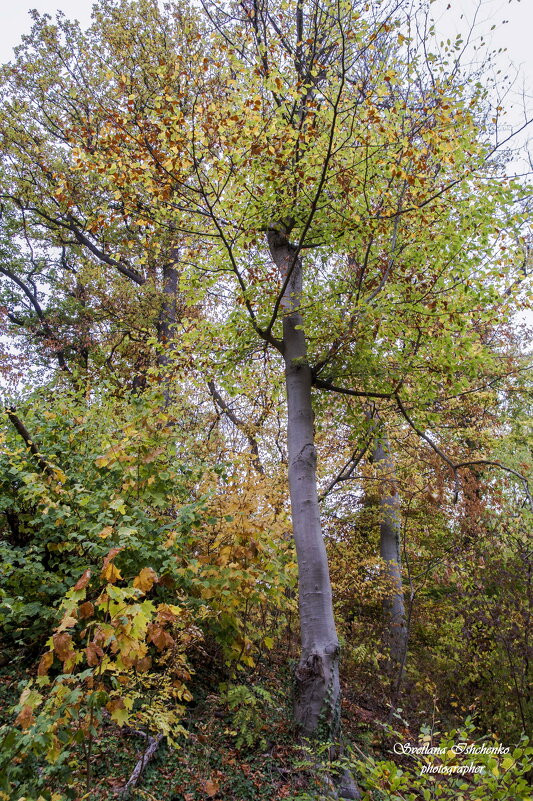 ... - Светлана Ищенко