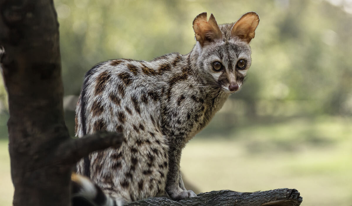 Генетта - SanSan 