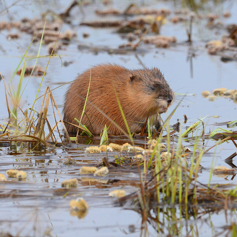 Хозяйка водоема - Михаил Белоусов