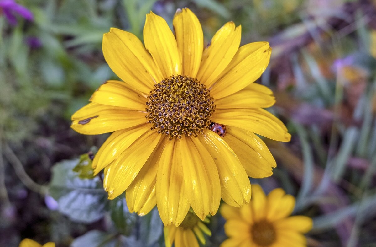 Спряталась коровка от дождя - Валерий Иванович