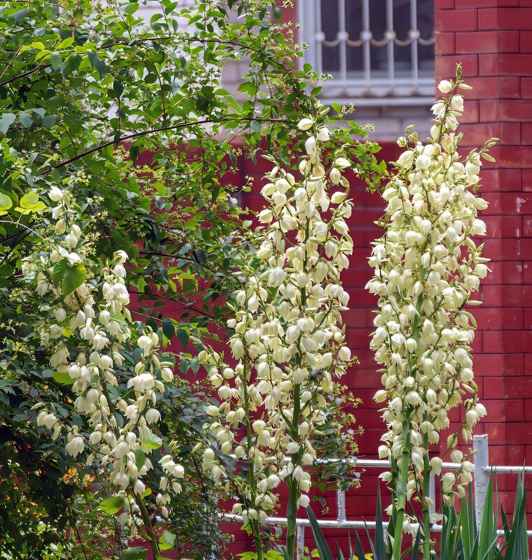 Юкка - Игорь Сикорский Юкка - Игорь Сикорский