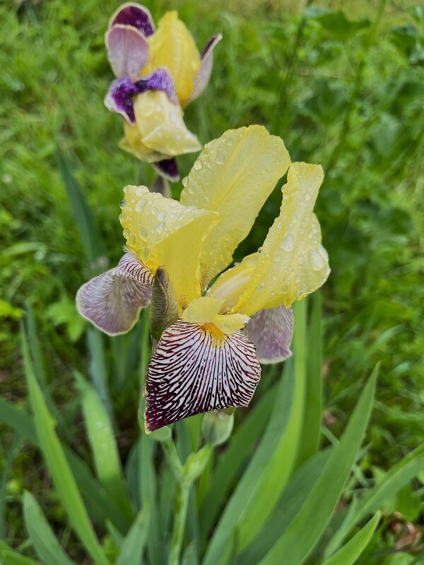 Красавец ИРИС после дождя! - Olga Oskolkova Красавец ИРИС после дождя! - Olga Oskolkova