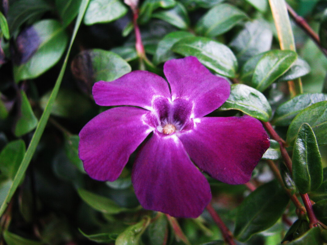 Барвинок - Людмила Смородинская