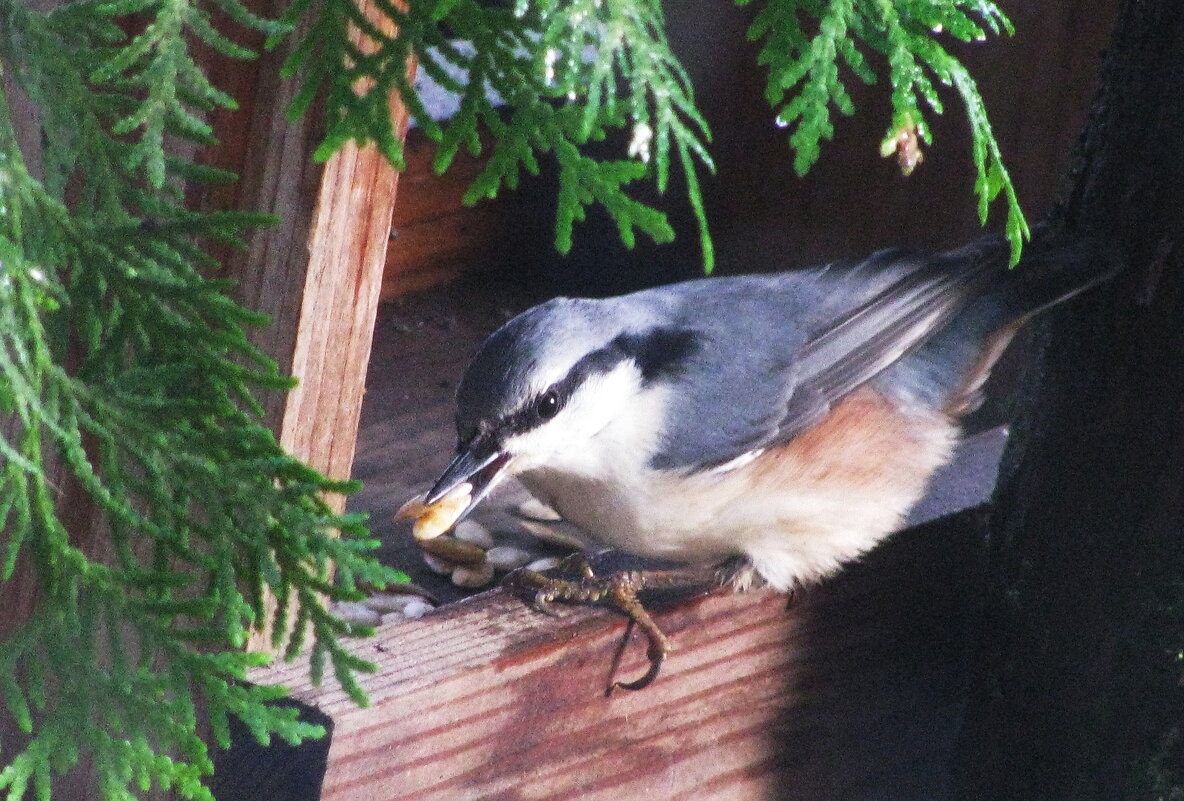 Поползень завтракает - Людмила Смородинская Поползень завтракает - Людмила Смородинская