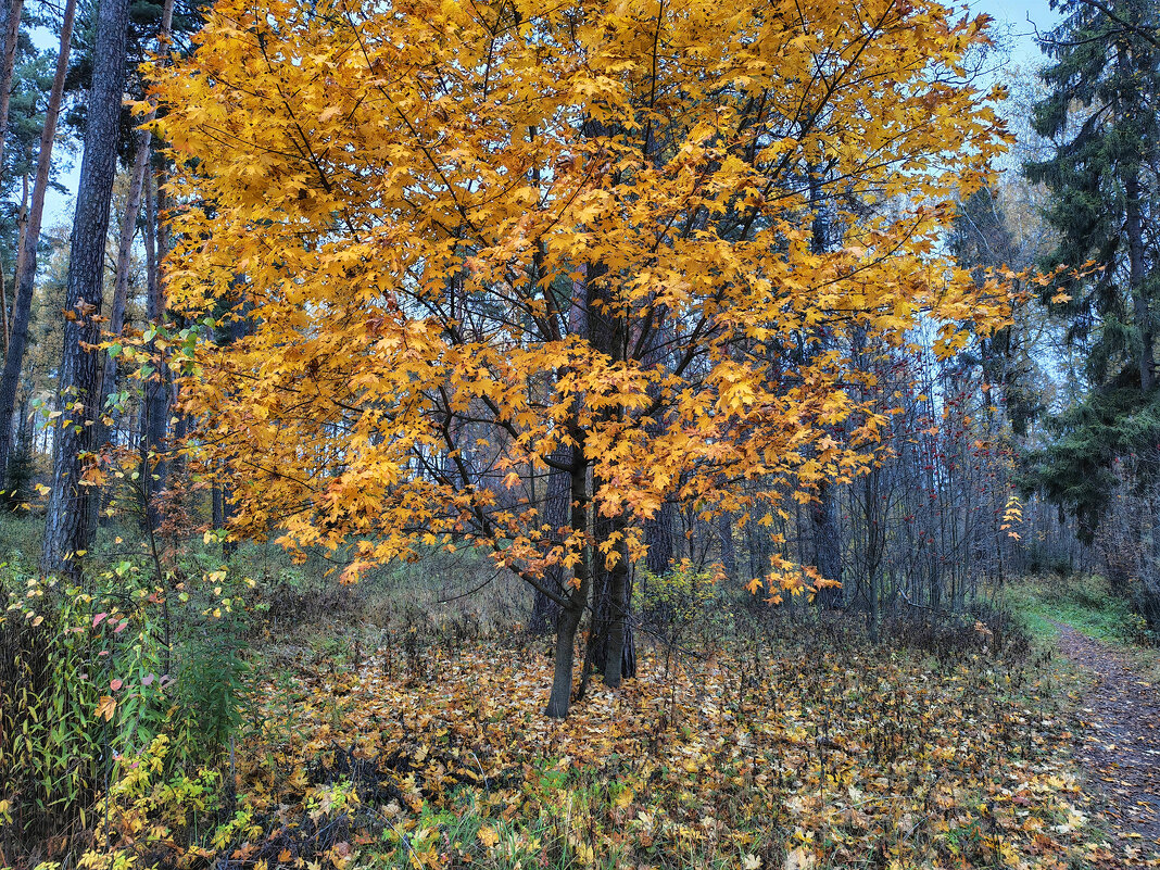 Золото леса - Денис Бочкарёв