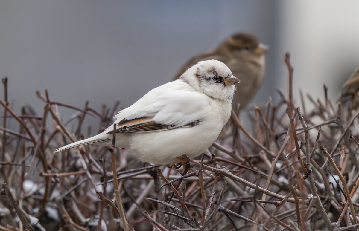 из жизни воробьев.белый воробей. - юрий макаров