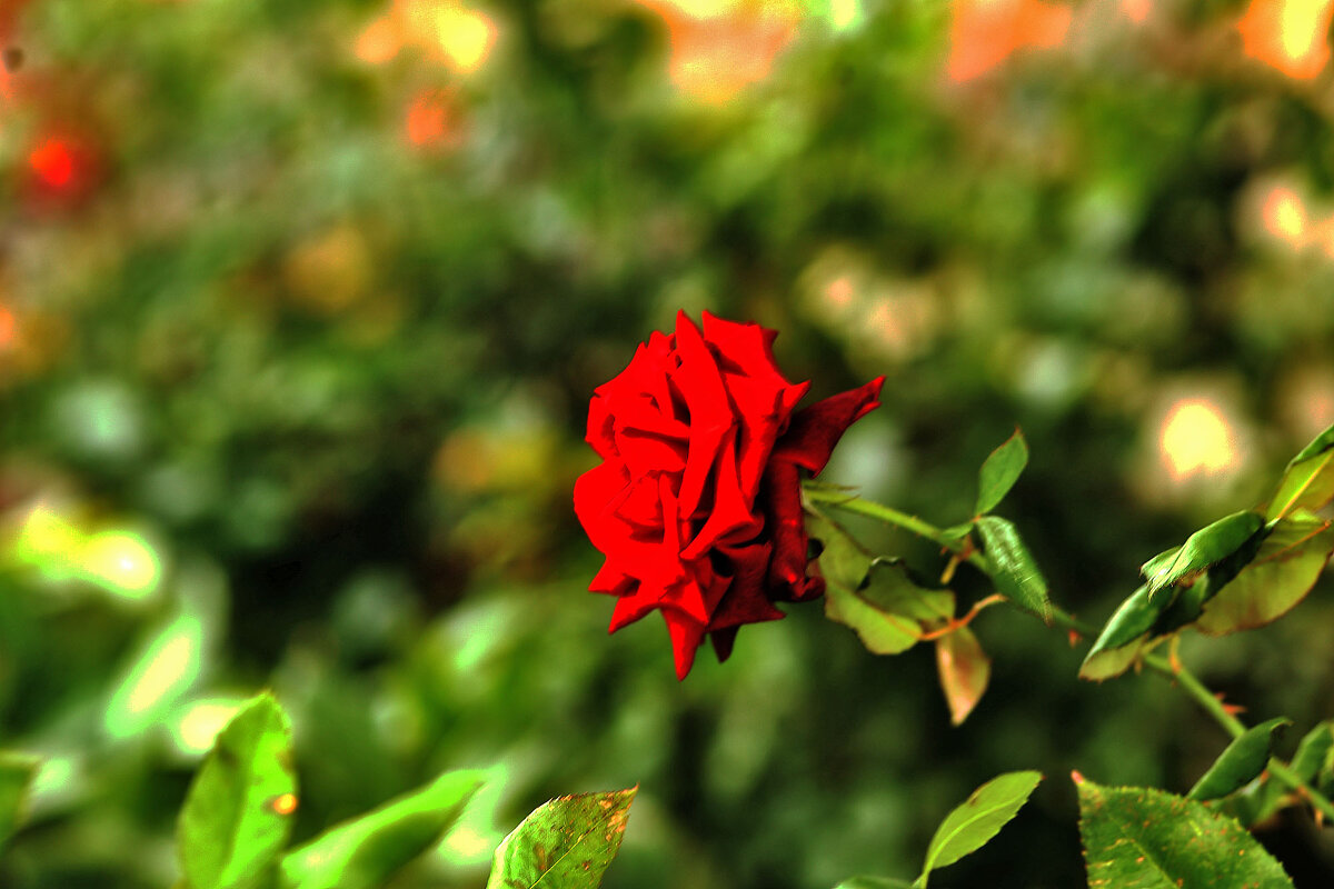 Королева - Юрий Гайворонскiий