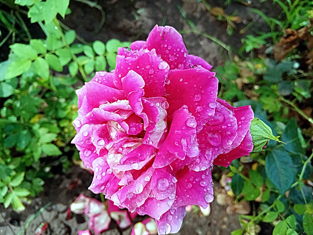 Роза. - Владимир Драгунский