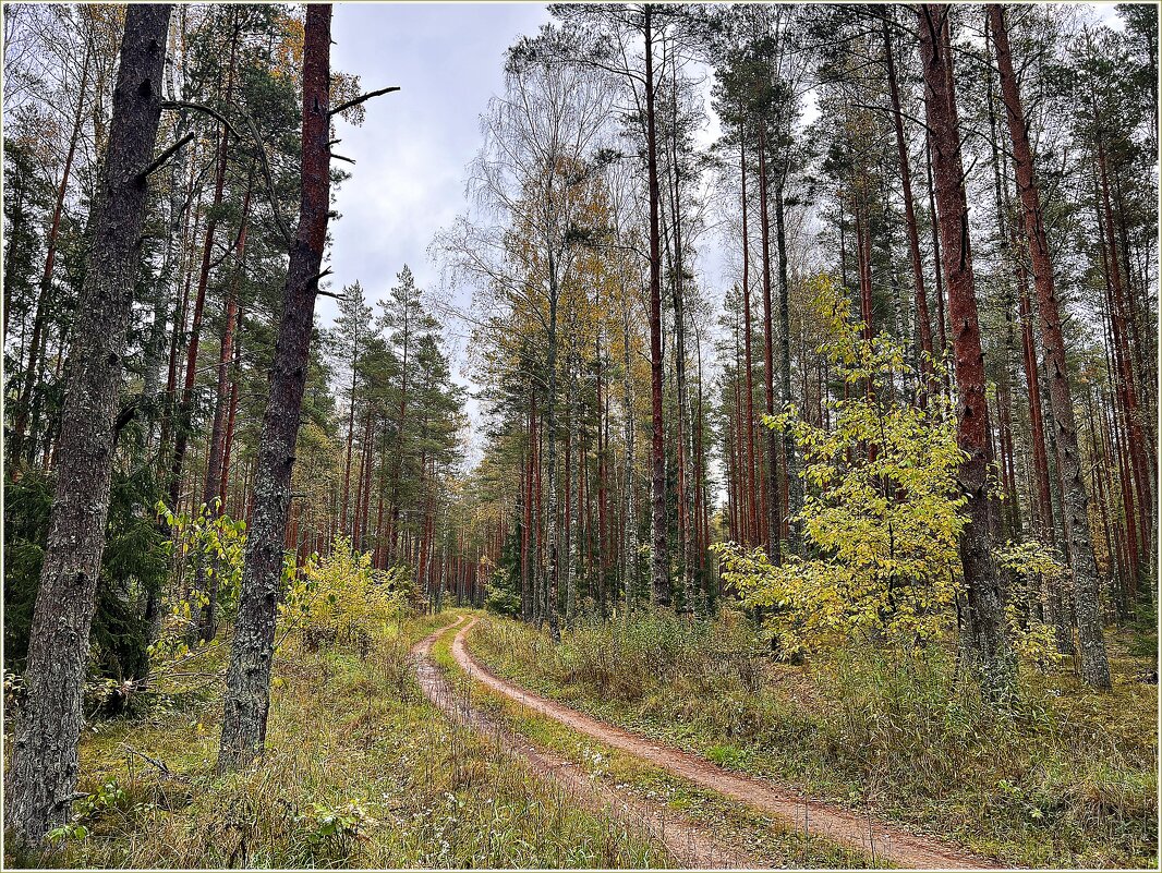 Иду в лес. - Валерия Комова