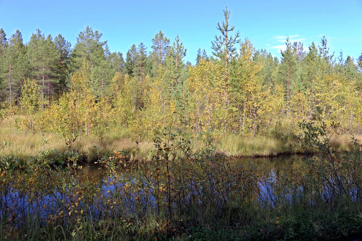 Лесными тропинками - Ольга 