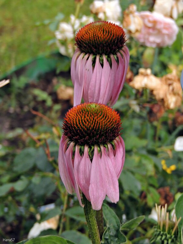 Готовится ко сну - Ната57 Наталья Мамедова