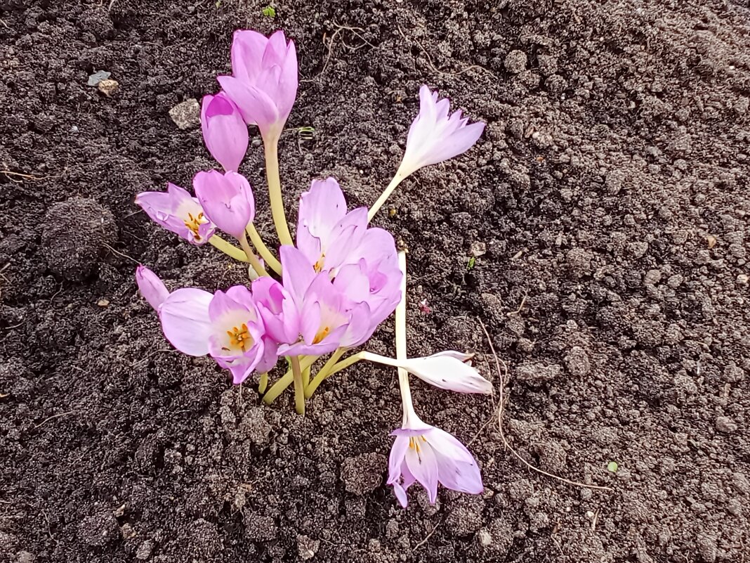 Несмотря на осень - Виктор 