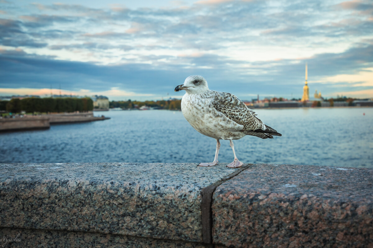 Птица - царица - Nyusha .