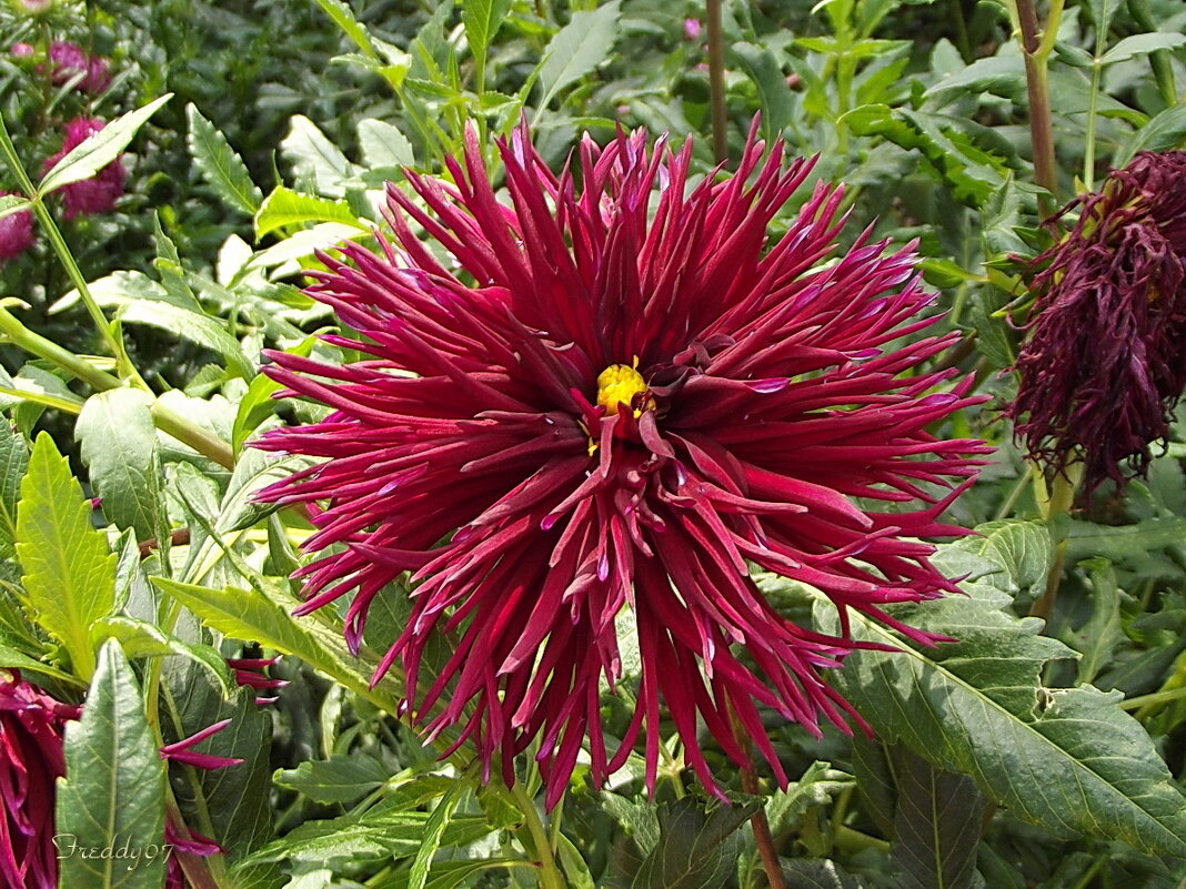 Георгин - Freddy 97