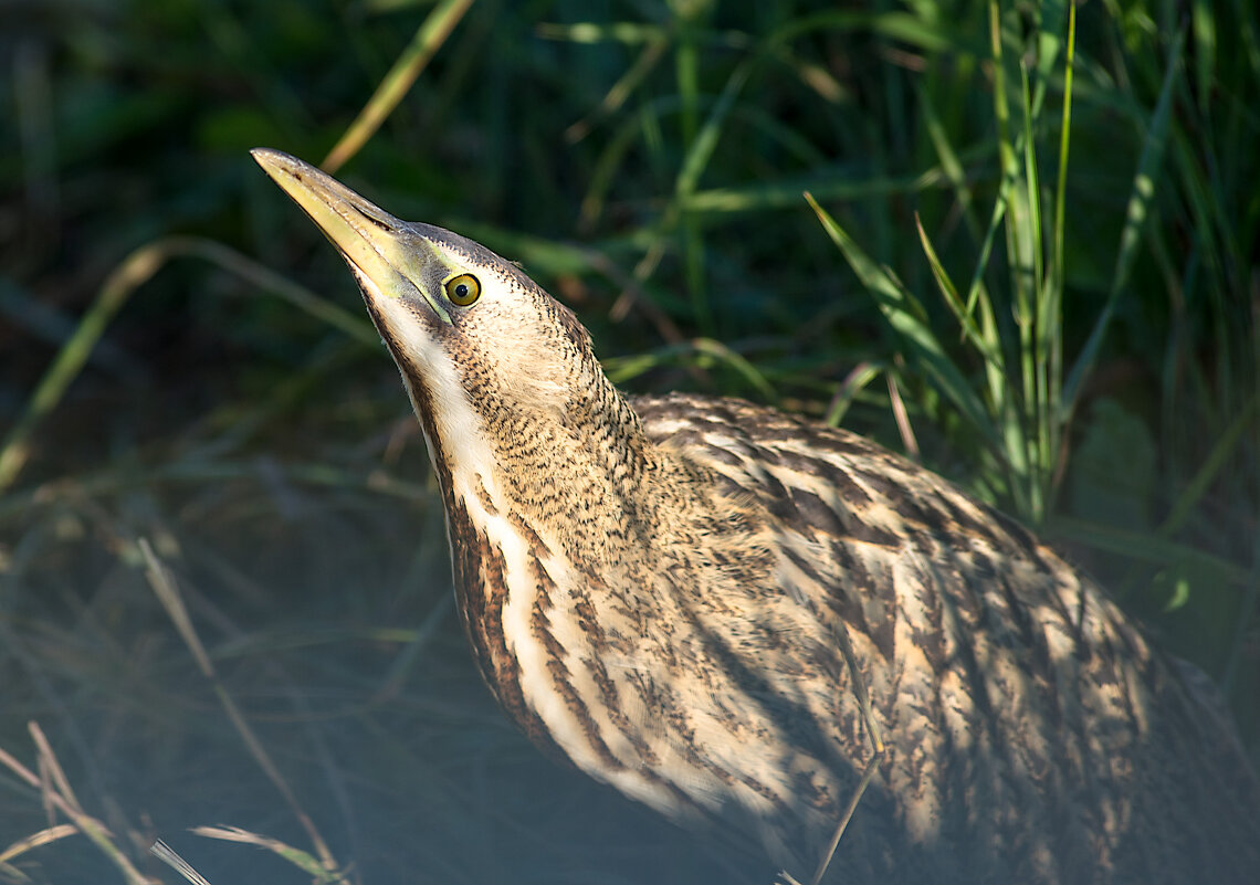 Спряталась - Владимир Иванович