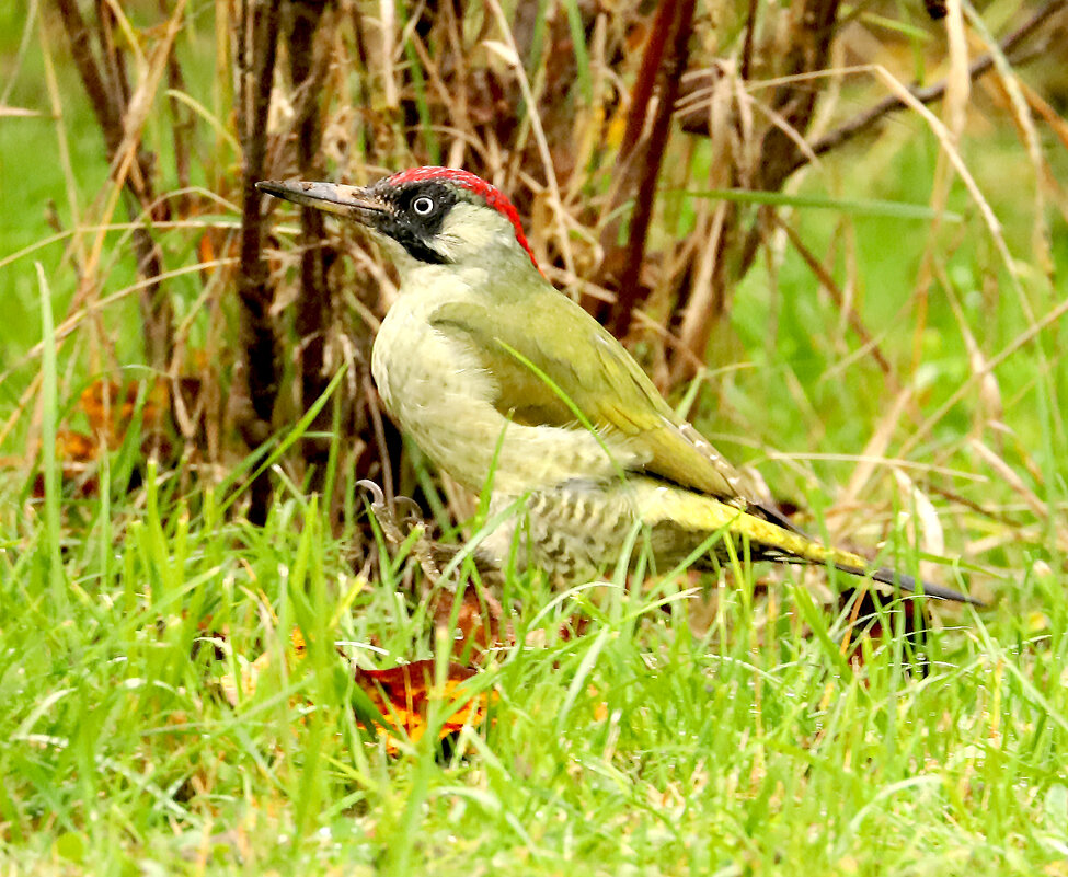 Зеленый дятел - Светлана 