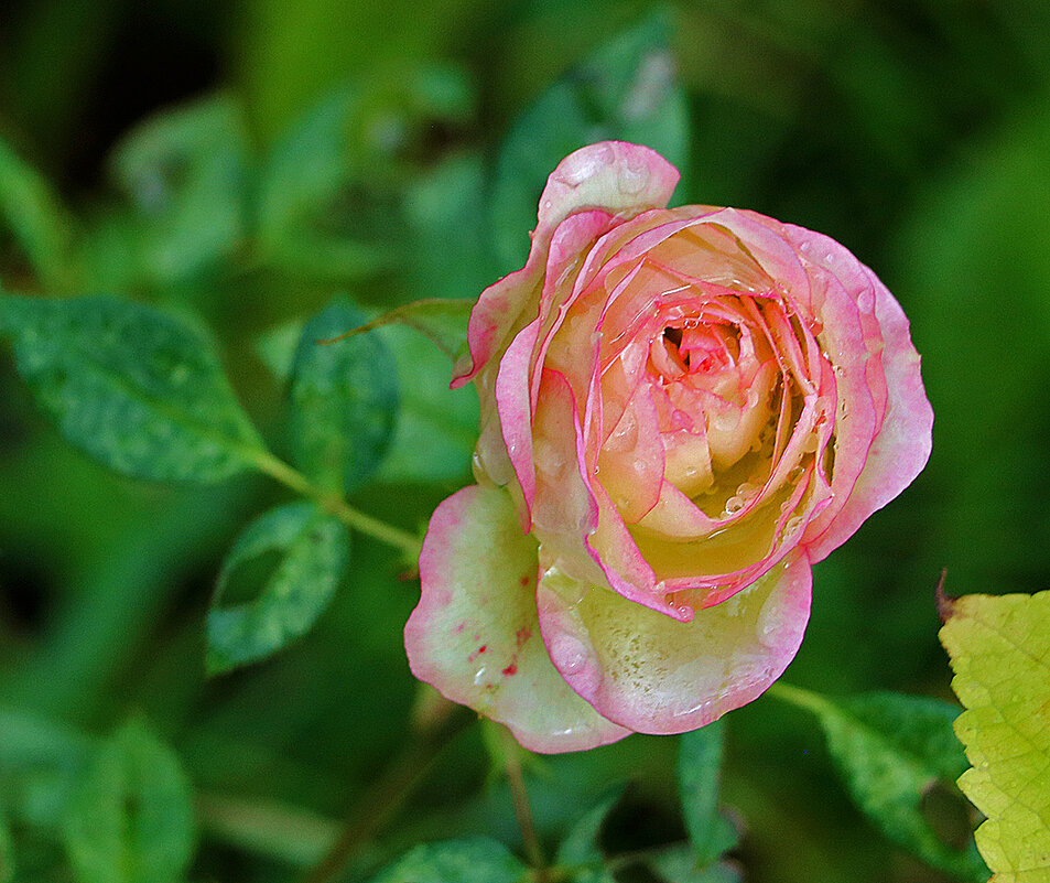 Поздняя роза после дождя - Светлана 