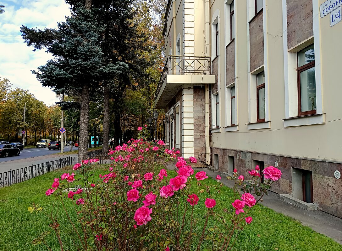 Октябрьские розы - Мария Васильева