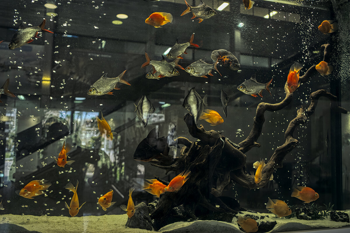 Аквариум 2025г - ujgcvbif 