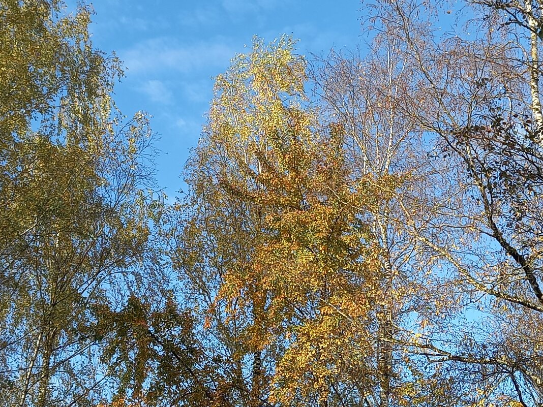 Осень - BoxerMak Mak