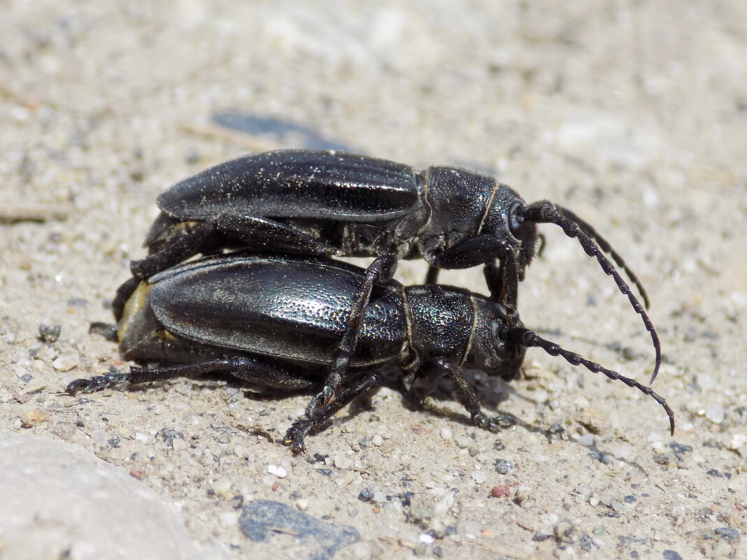 Жучки-семечки ) - Константин Штарк