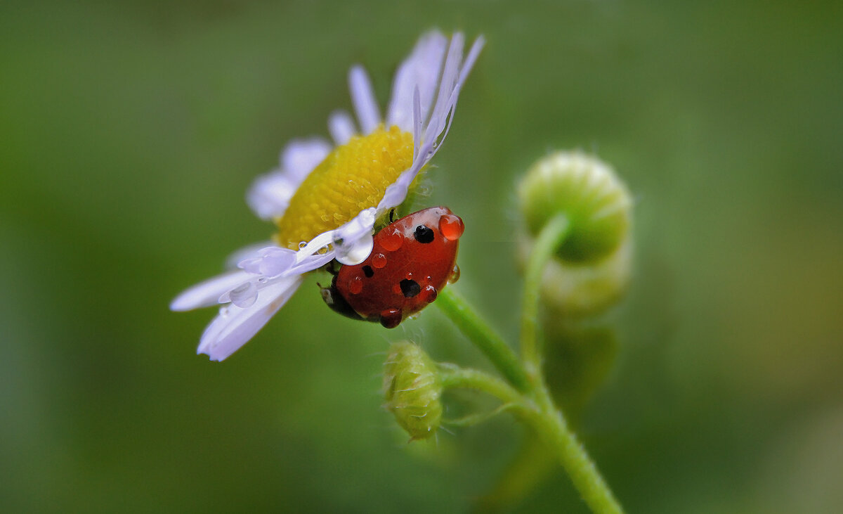 Капельки осеннего дождя.... - Надежда Куркина Капельки осеннего дождя.... - Надежда Куркина