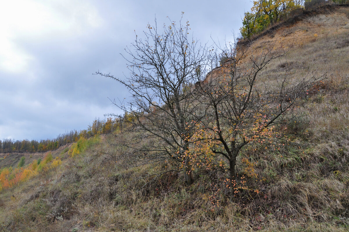 Осень на берегах Дона - Татьяна Машошина