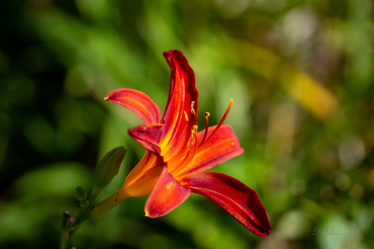 Про лилейник... - Николай Гирш
