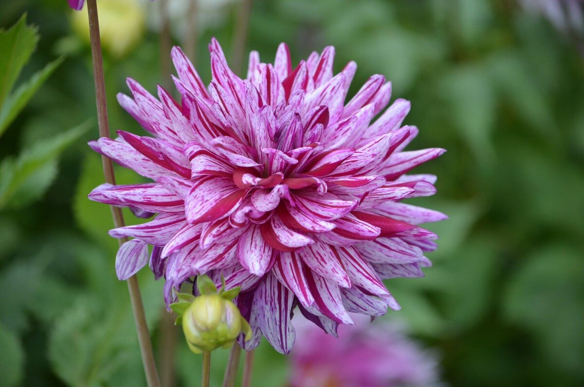 Георгин - Татьяна Тюменка