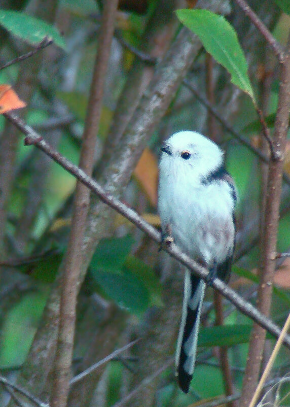 ополовник - gawrilа - dan